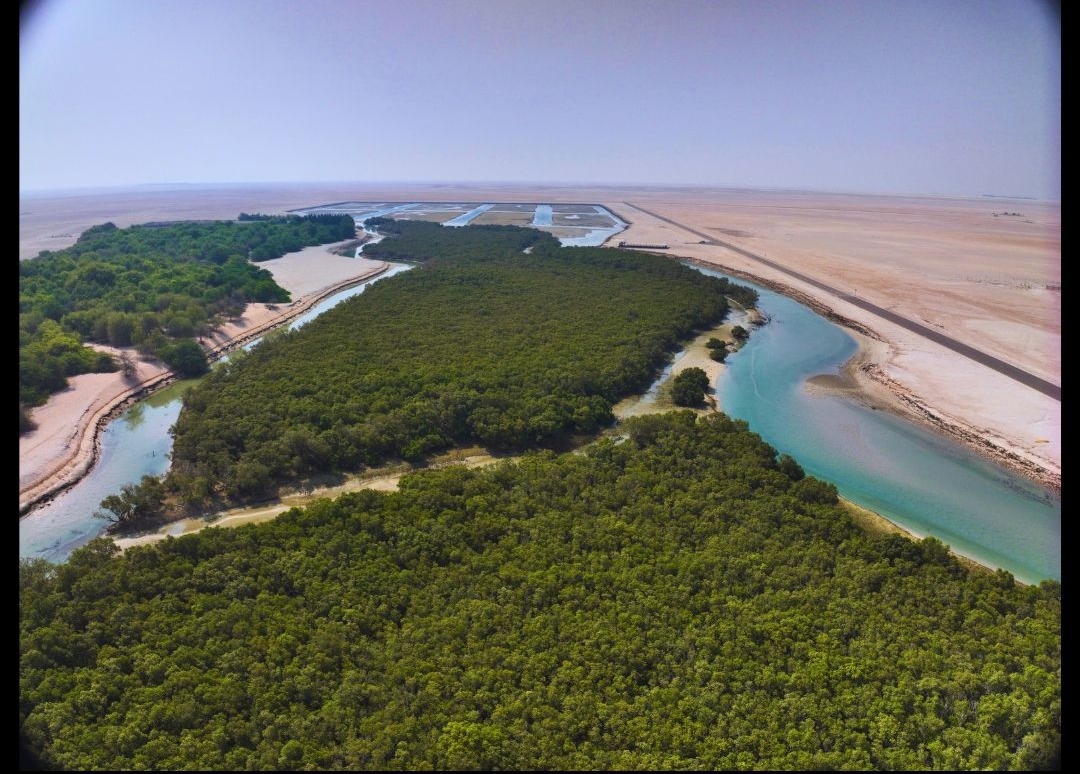 With data, the UAE's coastlines have a fighting chance