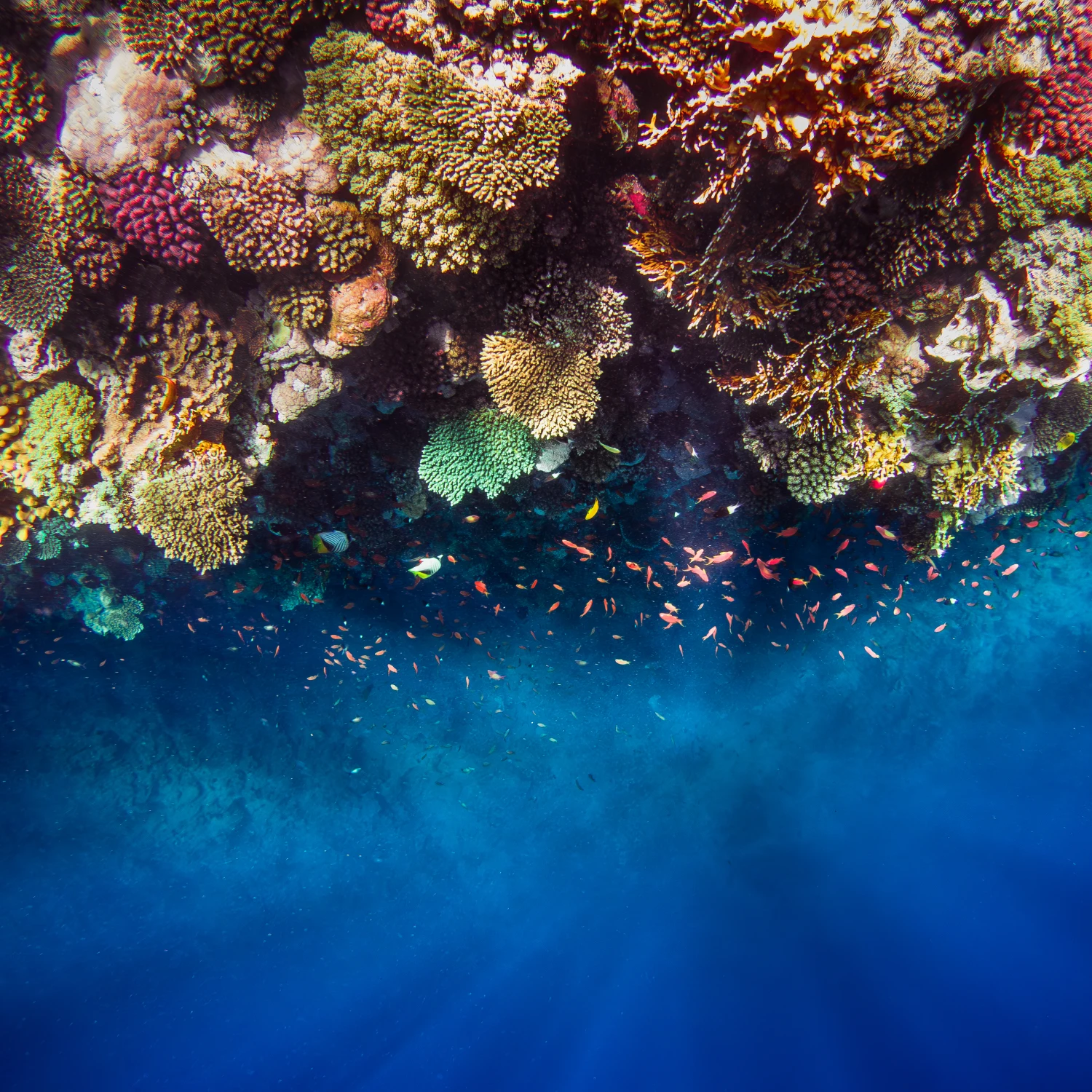 Colorful Coral Reef Ecosystem