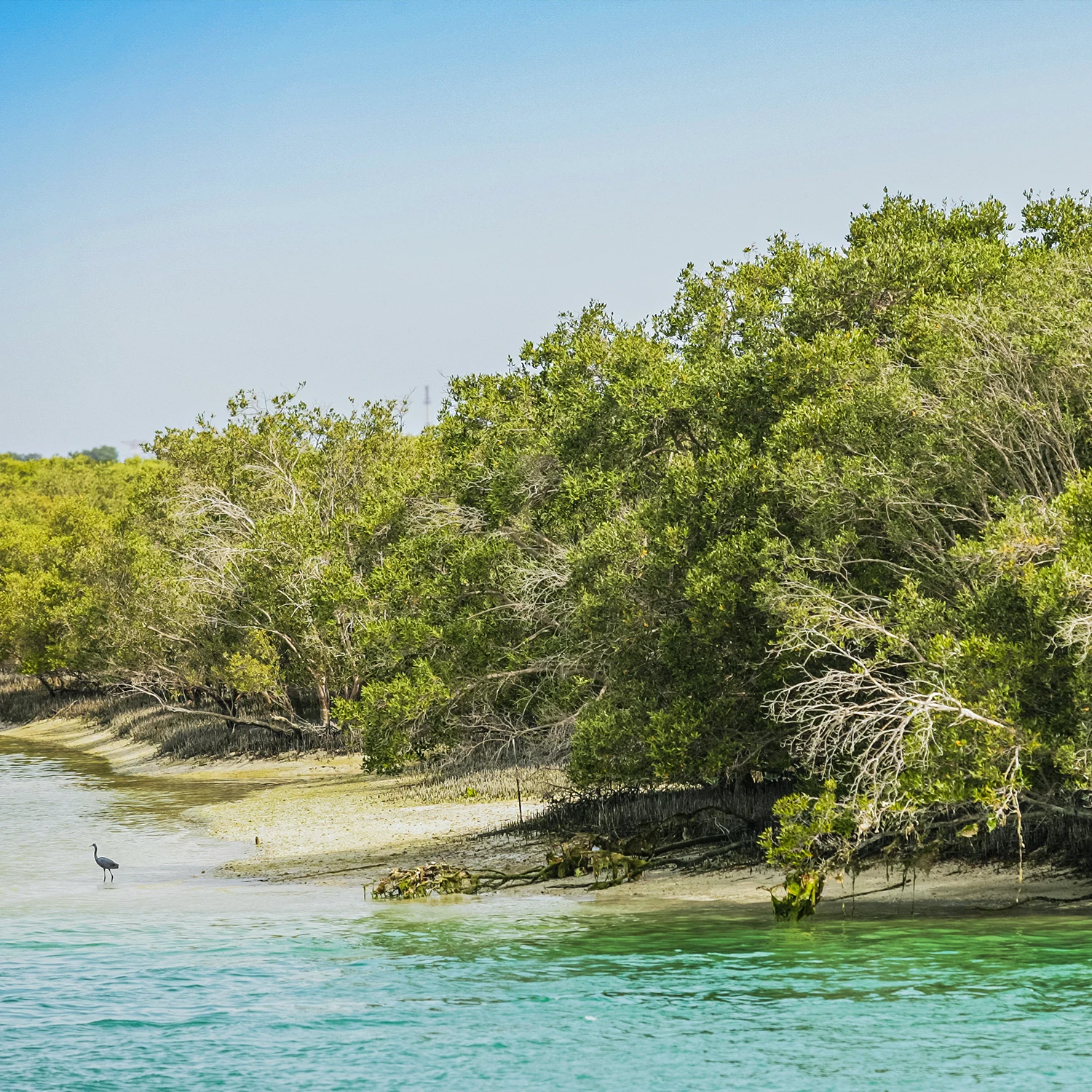 Mangrove Conservation and Sustainability