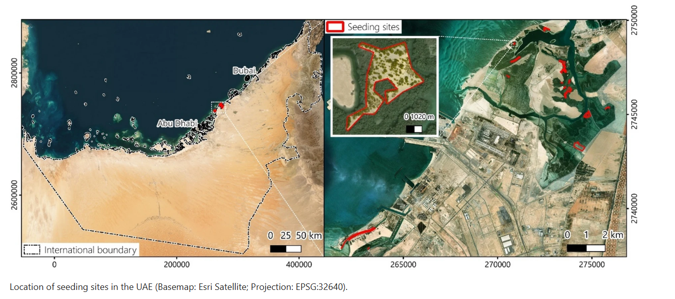 Detecting mangrove seedlings from UAV imagery using deep learning for restoration monitoring