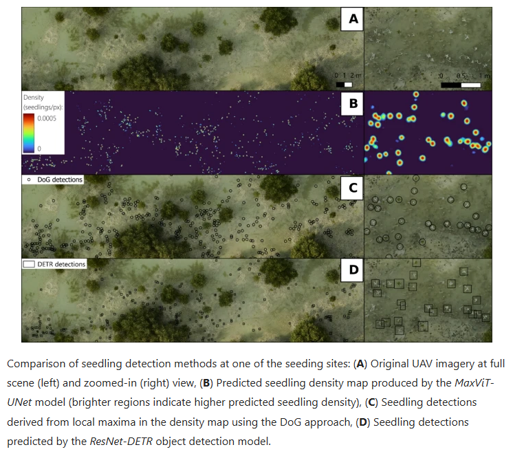 Detecting mangrove seedlings from UAV imagery using deep learning for restoration monitoring
